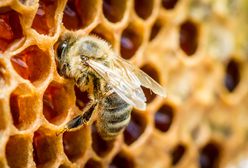 Trzy czwarte Polaków wierzy w mity dotyczące pszczół. Czego o nich nie wiemy? Zdziwisz się
