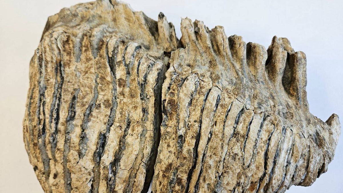 W Małopolsce odkryto ząb trzonowy mamuta włochatego, to wielkie odkrycie