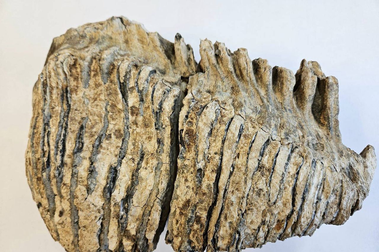 Sensacyjne znalezisko w Szerzynach. Odkopali ogromny ząb mamuta