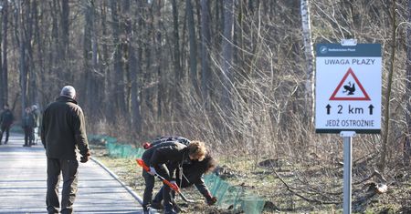 Ochrona płazów w Leśnictwie Brwilno. Leśnicy ustawili specjalne siatki przy drogach!