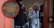 Sceny rodem z filmu sensacyjnego pod Bydgoszczą. Rozbili gang narkotykowy
