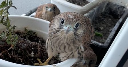 Pustułki wprowadziły mu się na balkon. Nagrał je i pokazał, co zrobiły