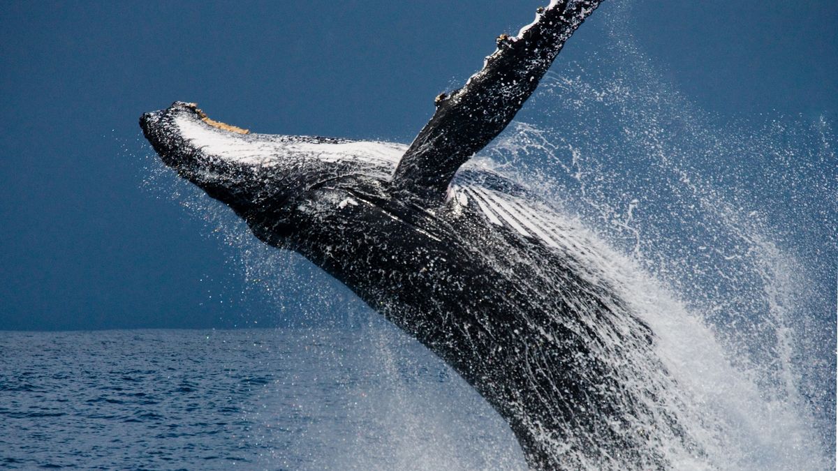 Od 2024 r. połów wielorybów na Islandii będzie prawdopodobnie zakazany