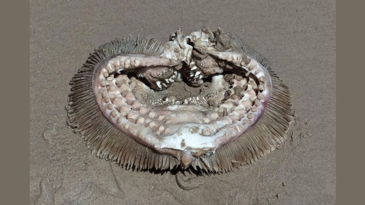 Fot. Facebook/ Boliviar Beachcombers