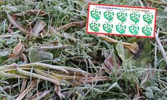 Viandelde przyniesie przymrozki. To czeka nas w najbliższych dniach