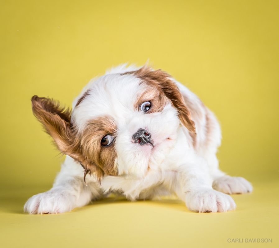 Shake Puppies - zakręcone szczeniaki Carli Davidson 2