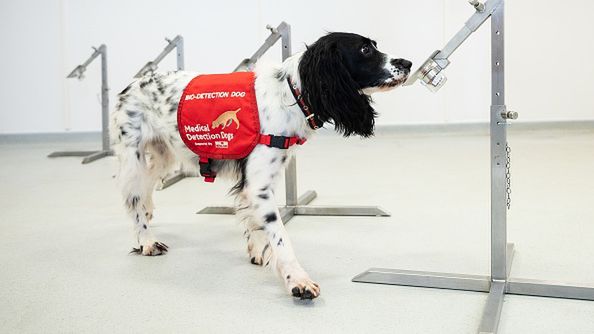 Pies wyczuje koronawirusa. Sprawdzi nawet 250 osób w godzinę