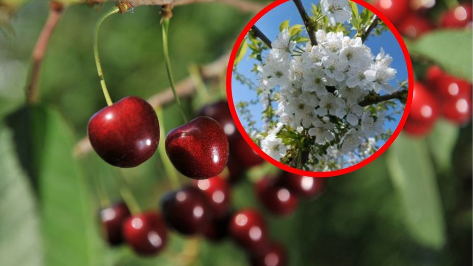 Czereśnie kwitnące na początku kwietnia to ewenement