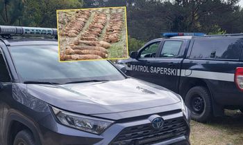 Ponad 400 niewybuchów. Groźne znalezisko w pomorskich lasach