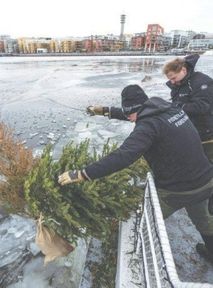 Swedish recycling idea: Throwing Christmas trees into the sea