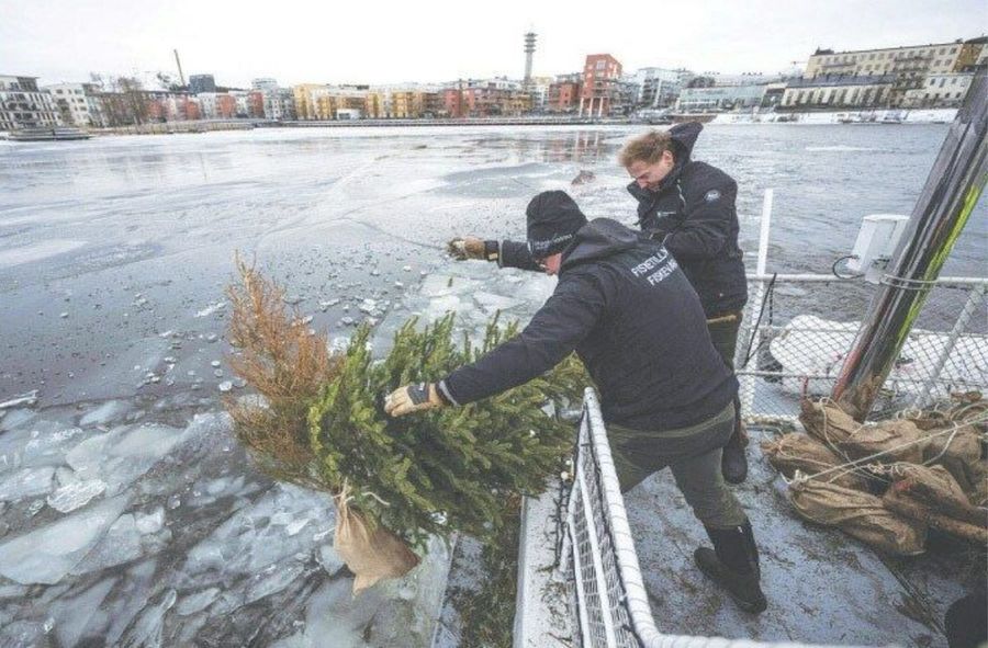 Swedish recycling idea: Throwing Christmas trees into the sea