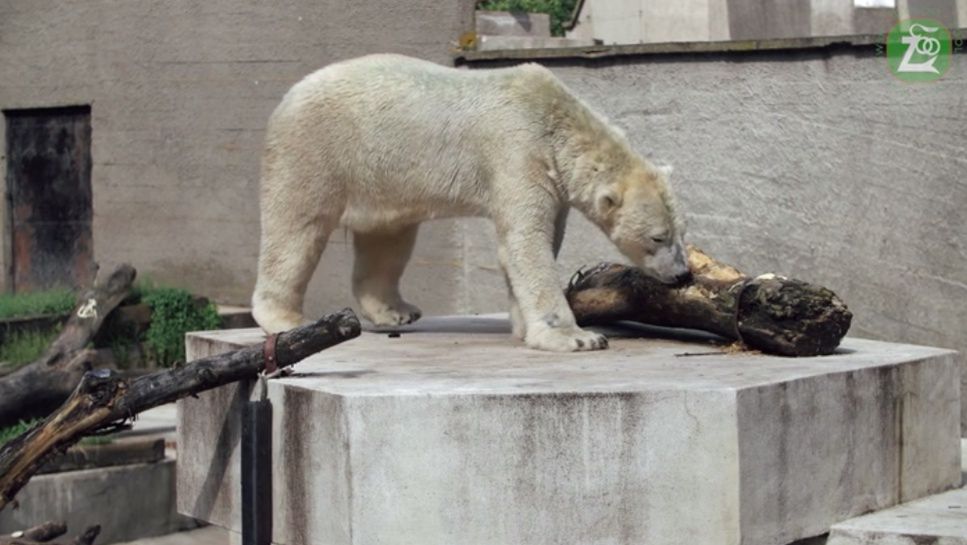 Warszawskie ferie 2021. Do zoo wirtualnie i realnie. Zwierzaki zabierają w podróż