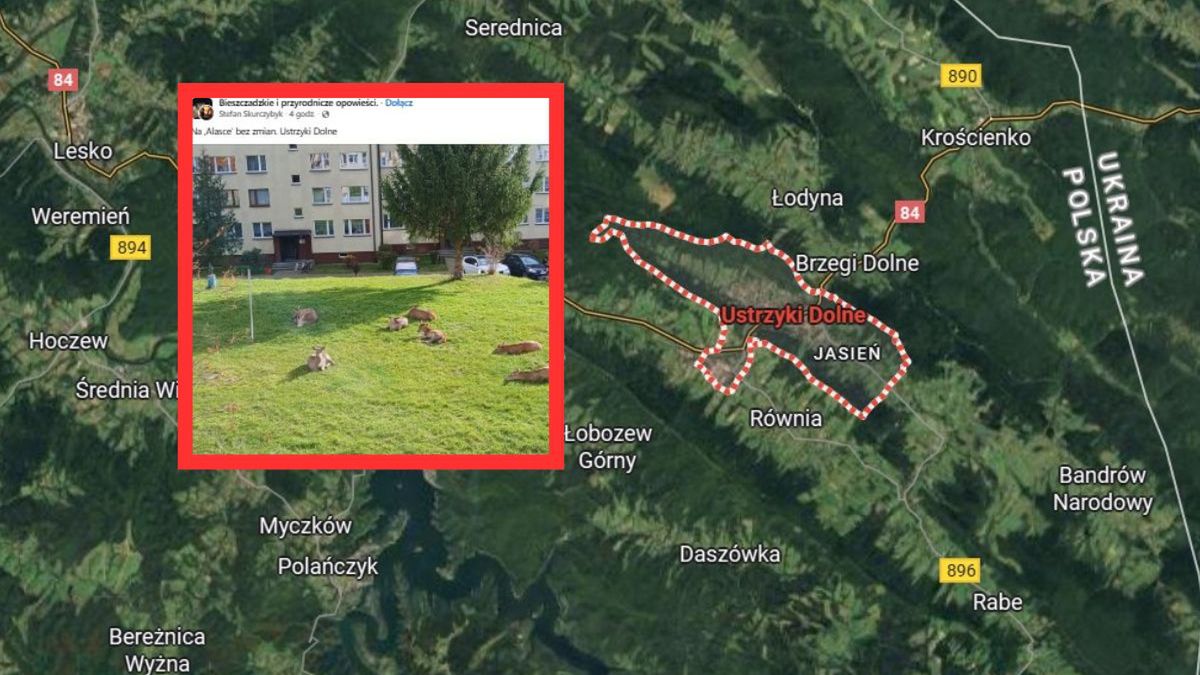 Sarny i jelenie między blokami w Ustrzykach Dolnych