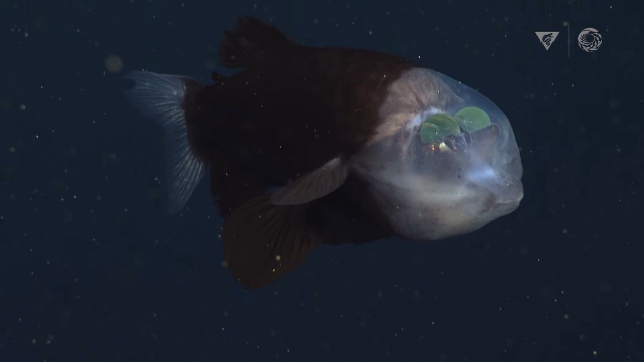 Ryba z przezroczystą głową. Naukowcy nagrali niezwykłe stworzenie - Ryba beczkowata 
