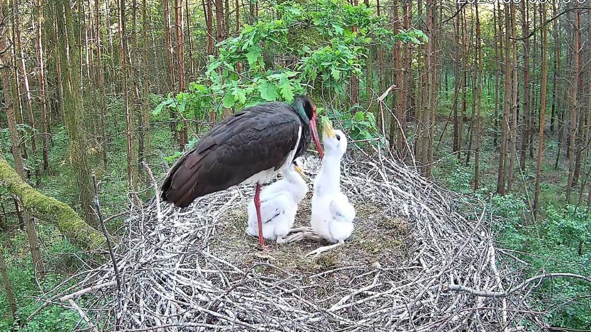 Pisklęta. Większy ma już 24 dni, a mniejszy 22 dni