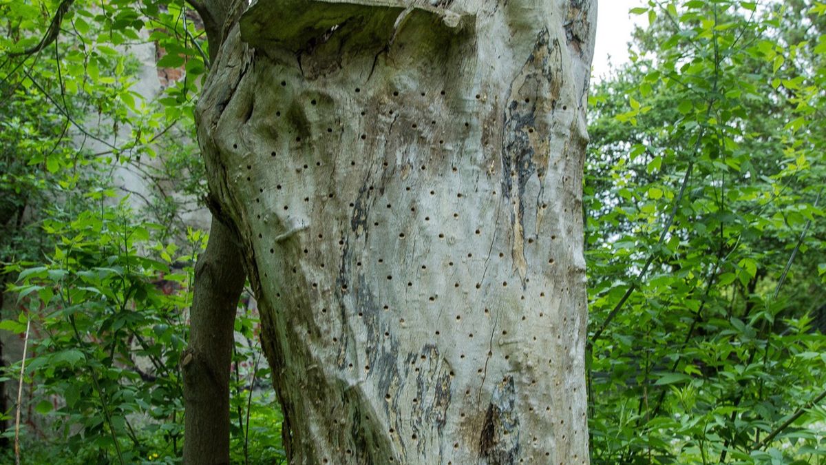 Jeden z nowych "hoteli" dla owadów w Płocku