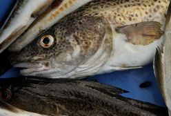 Niemcy spierają się o dorsza. W tle unijne limity połowu na Bałtyku