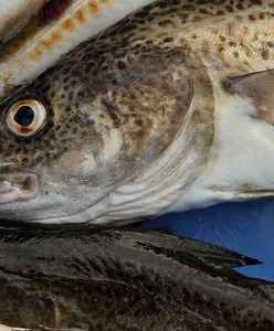 Niemcy spierają się o dorsza. W tle unijne limity połowu na Bałtyku