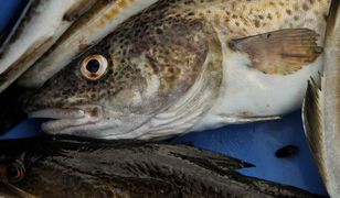 Niemcy spierają się o dorsza. W tle unijne limity połowu na Bałtyku