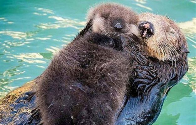 Piękno dzikiej natury: mama wydra tuli swoje małe