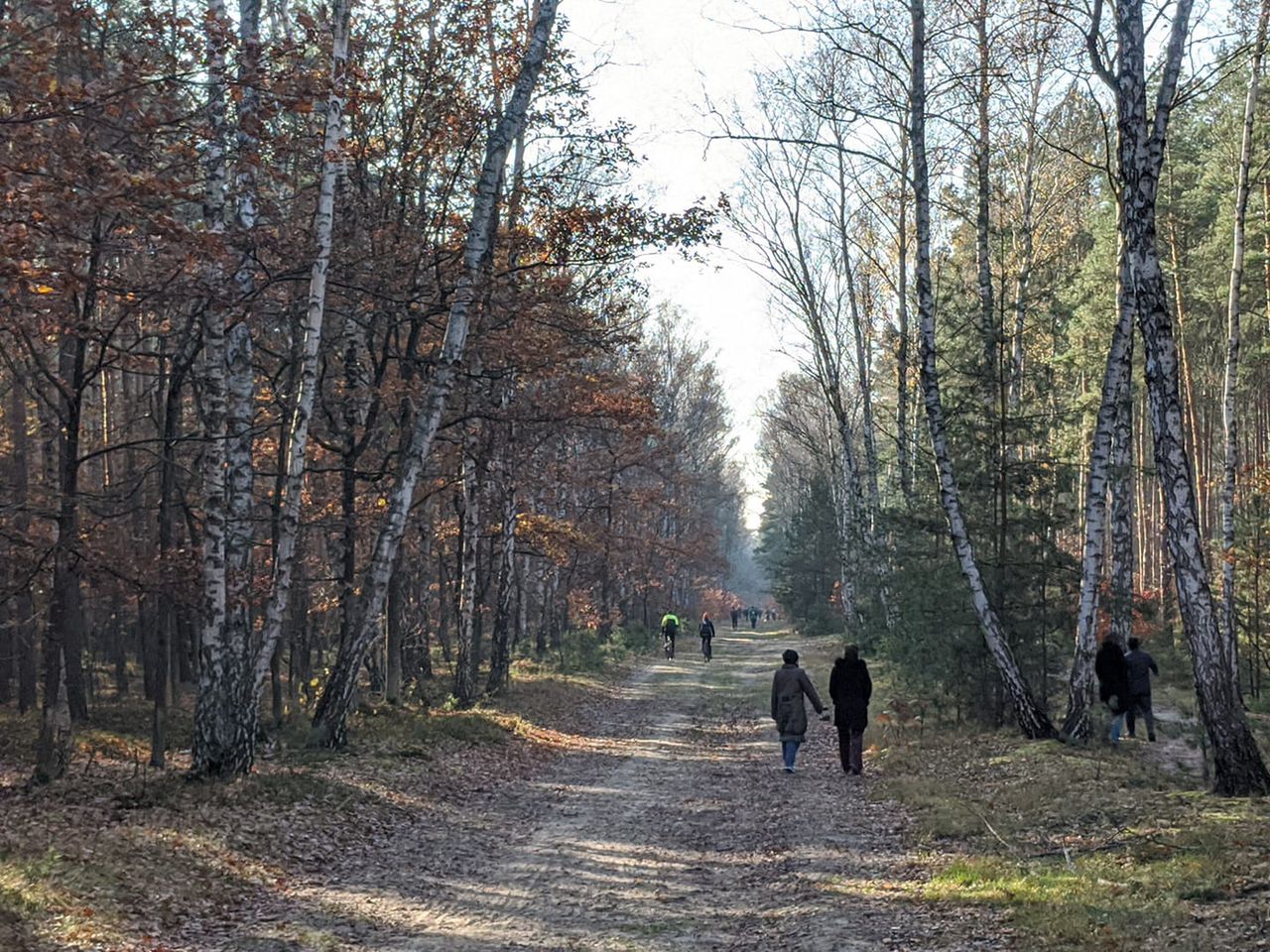 Wszystkich Świętych 2020. Mieszkańcy stolicy tłumnie odwiedzili warszawskie lasy