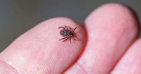 Uważaj. Borelioza daje objawy, których żaden lekarz może nie rozpoznać