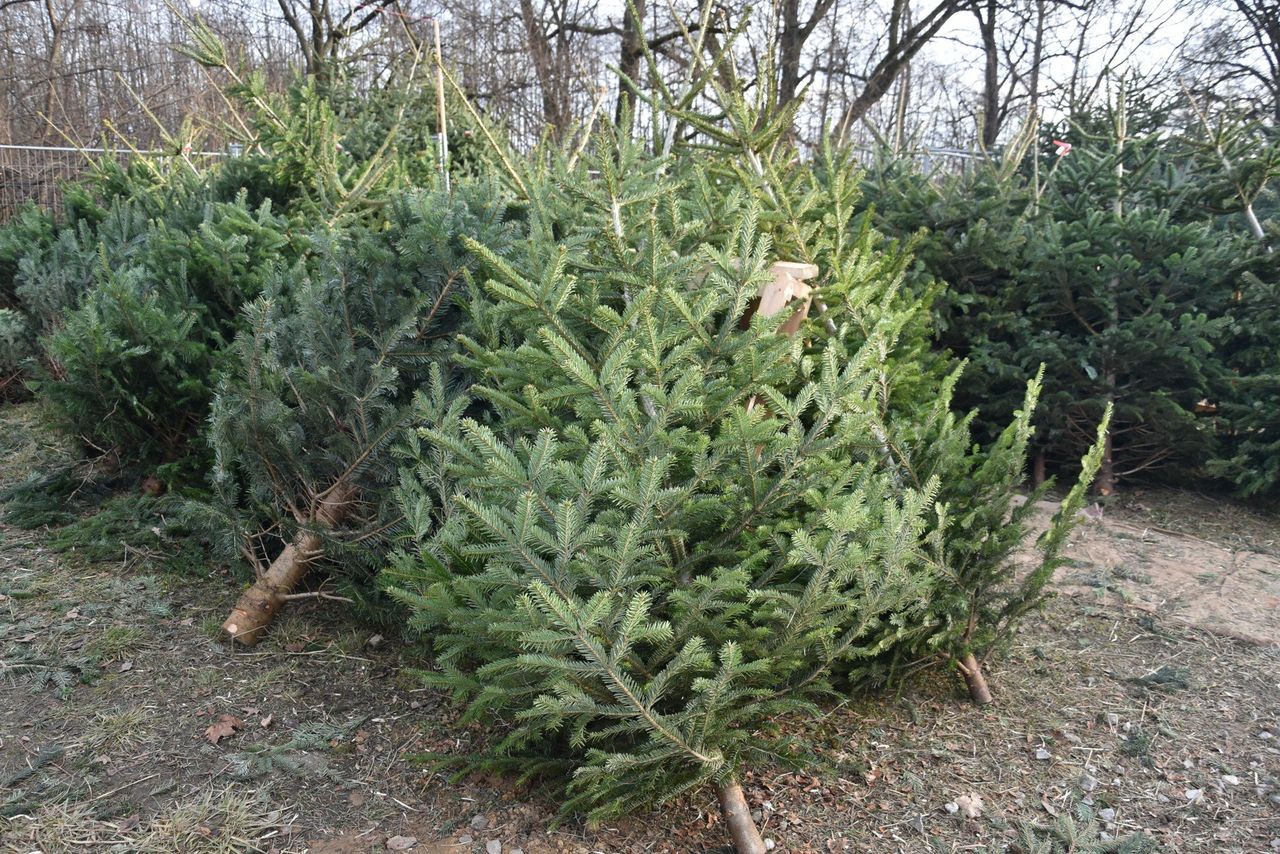 Świąteczne choinki. Jeden błąd i zapłacisz kilka tysięcy