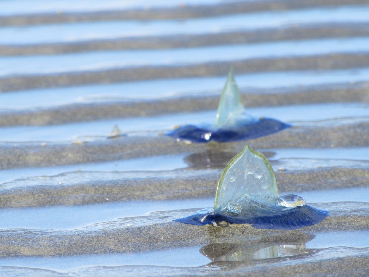 Blue jellyfish relatives swarm California beaches amid climate change