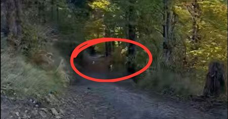 Niemal 200 tys. wyświetleń w 1 dzień. Spojrzał i zniknął w lesie