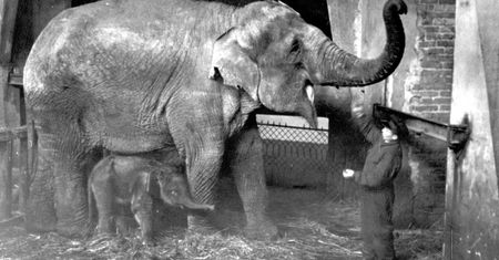 Poznaj losy Warszawskiego zoo. Istnieje już 91 lat i odegrało ważną rolę w historii
