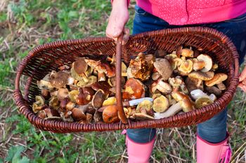 W lasach zaroiło się od grzybów. Można wychodzić z pełnymi koszykami