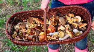 W lasach zaroiło się od grzybów. Można wychodzić z pełnymi koszykami