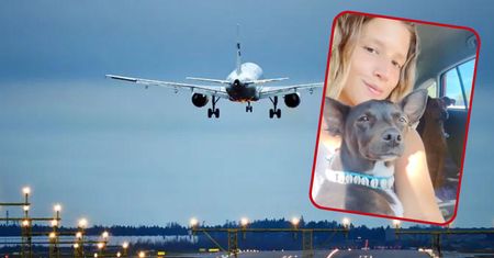 Linie lotnicze zgubiły psa pasażerki. Szukają go już dwa tygodnie
