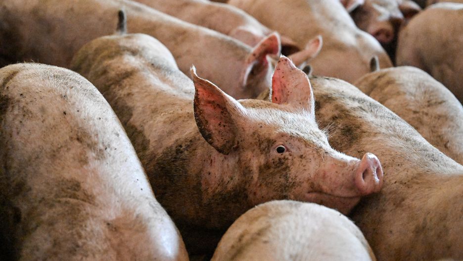Hodowla trzody chlewnej, która powodowała dyskomfort mieszkańców
