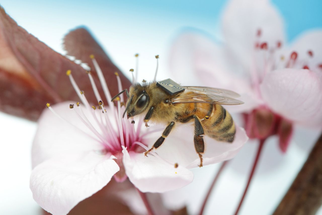 Intel pomaga ratować pszczoły, stworzył dla nich smartplecaki
