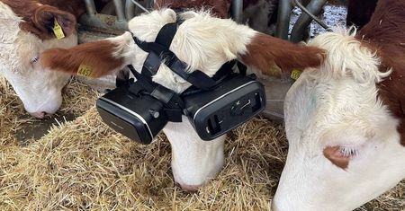 Farmer założył krowom gogle VR. Teraz są wyluzowane i dają więcej mleka