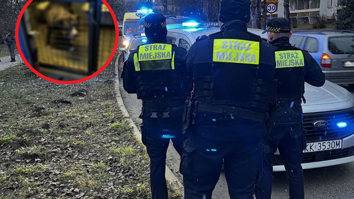 Agresywny pies zaatakował 11-letnią dziewczynkę