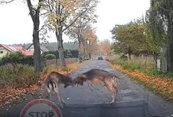 Bójka danieli na środku ulicy. Przypadkowe nagranie podbija internet