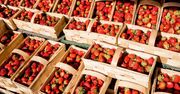 Polskie truskawki na bazarku? To lampka ostrzegawcza