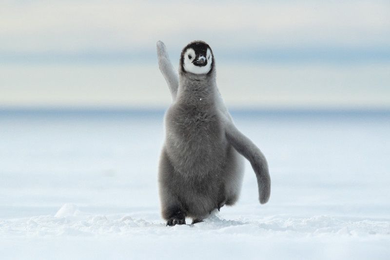 "Happy Feet"