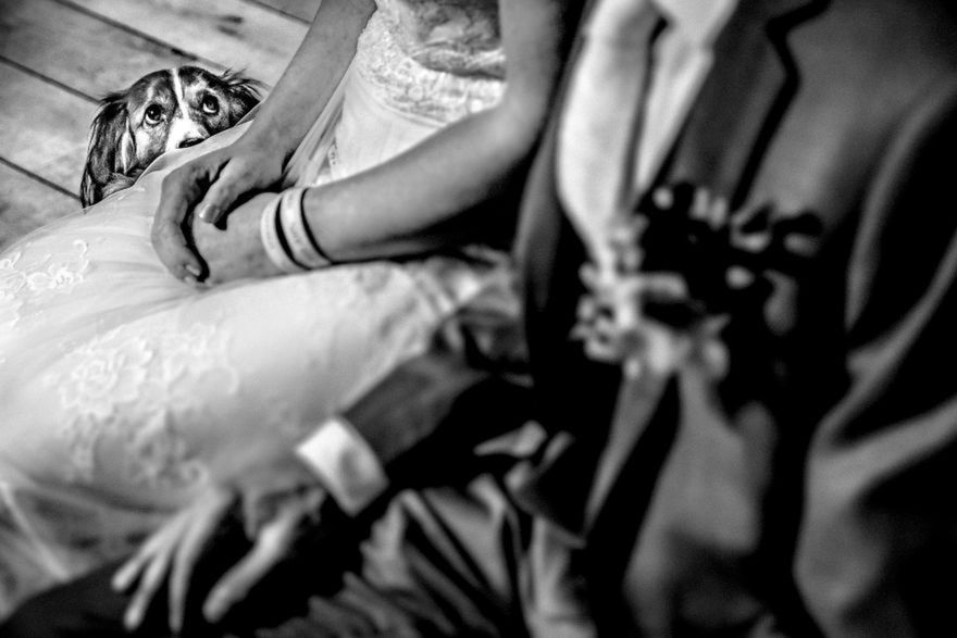 Zdjęcia ślubne ze zwierzętami zyskują coraz większą popularność. Są urocze! 7