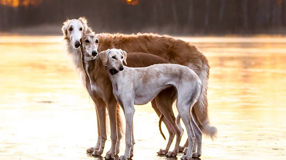 Zdjęcia, na których widać prawdziwą charcią przyjaźń 1