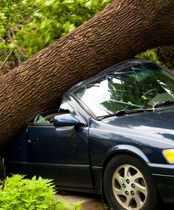 Drzewo spadło na samochód – zobacz, czy dostaniesz odszkodowanie