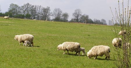 Walka z zakażeniami. Pomocne będą... owce