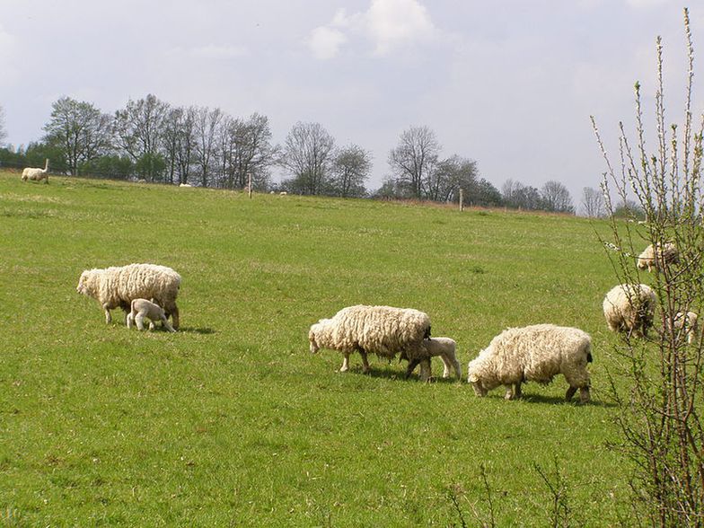 Hodowcy w Unii Europejskiej. Kozy i owce muszą mieć elektroniczny kolczyk