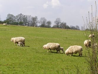 W Bieszczadach zakończył się nieco spóźniony redyk owiec