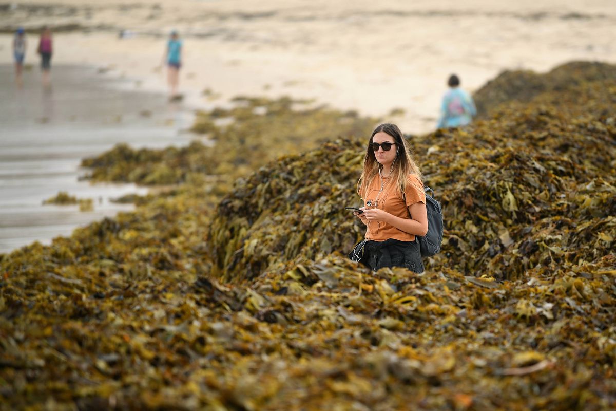 Plaża Coogee tonie w glonach. Turyści mają ciekawy plan zdjęciowy
