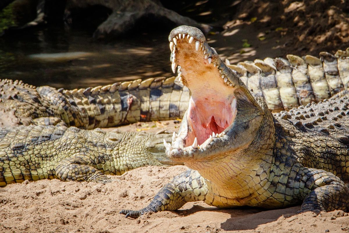 Krokodyl nilowy. Jedno z najgroźniejszych stworzeń na Ziemi