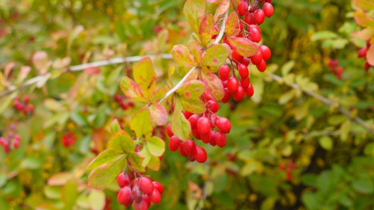 Nie każdy wie, że berberys jest jadalny