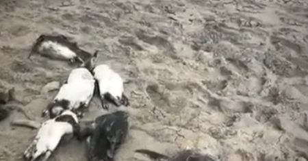 Ponad 730 martwych pingwinów na plaży. Biolodzy próbują rozwiązać zagadkę